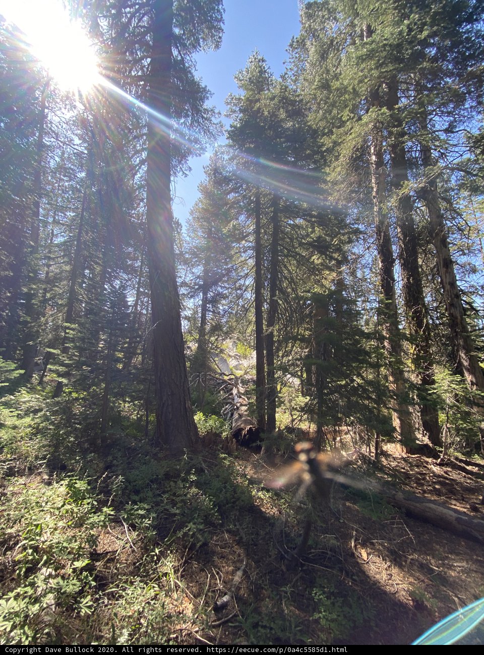 Sunlit Sequoia Grove