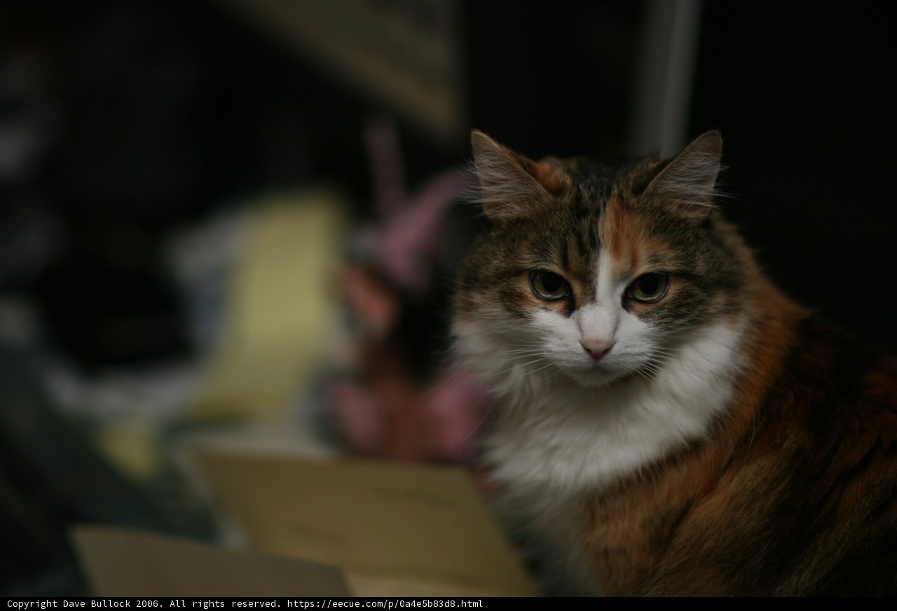 Feline Friend on the Table