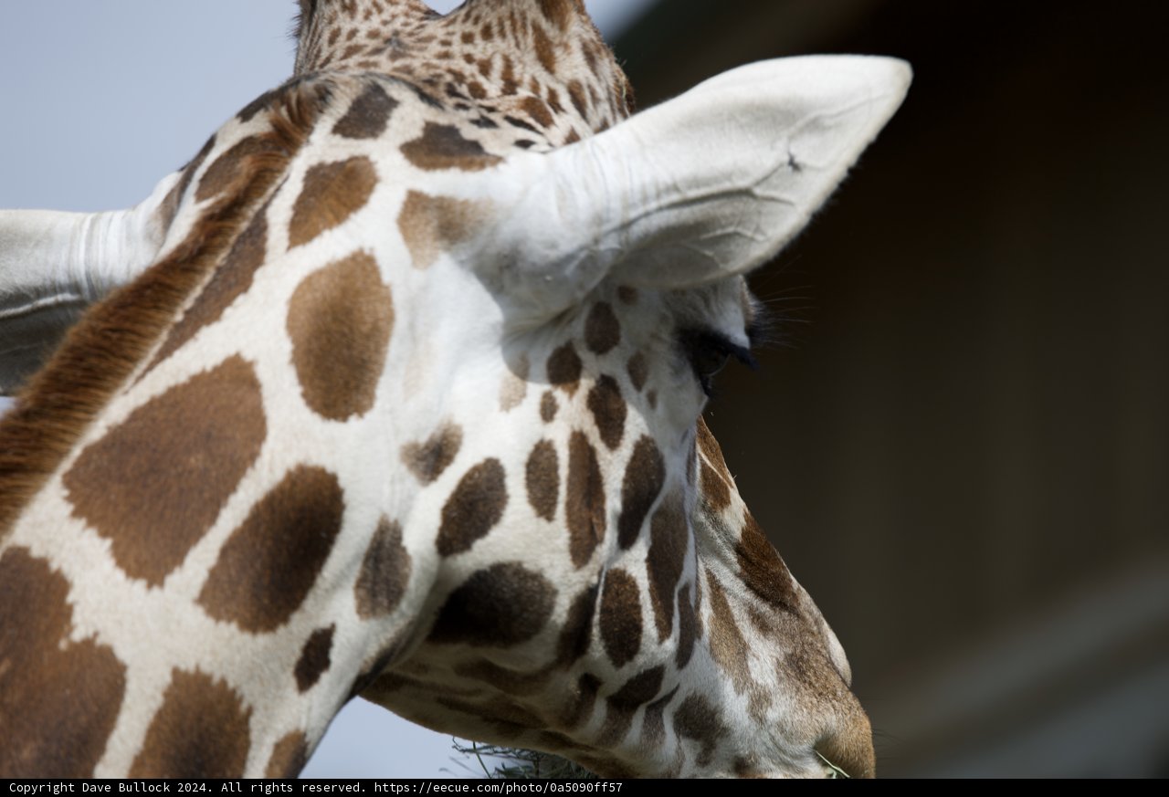 Elegant Emissary at SF Zoo