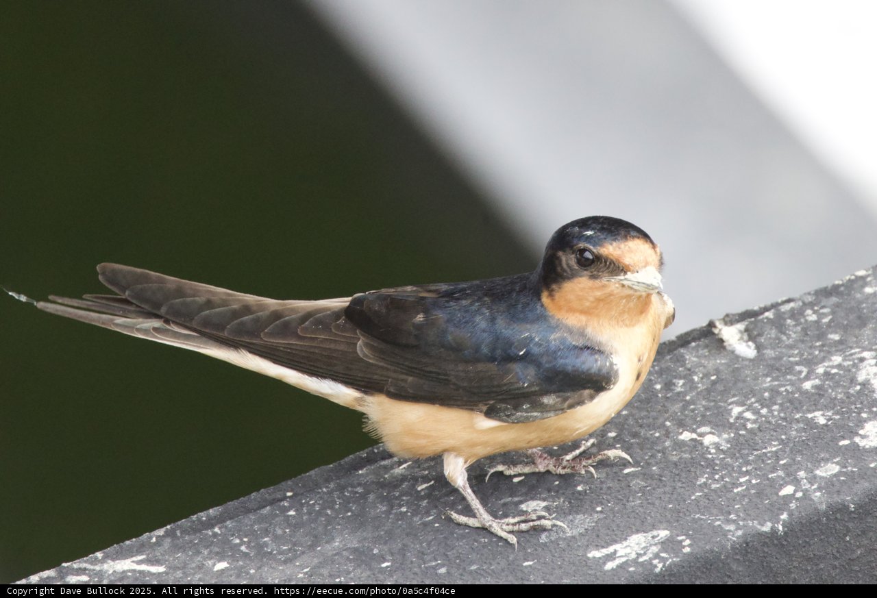 A Moment with a Swallow
