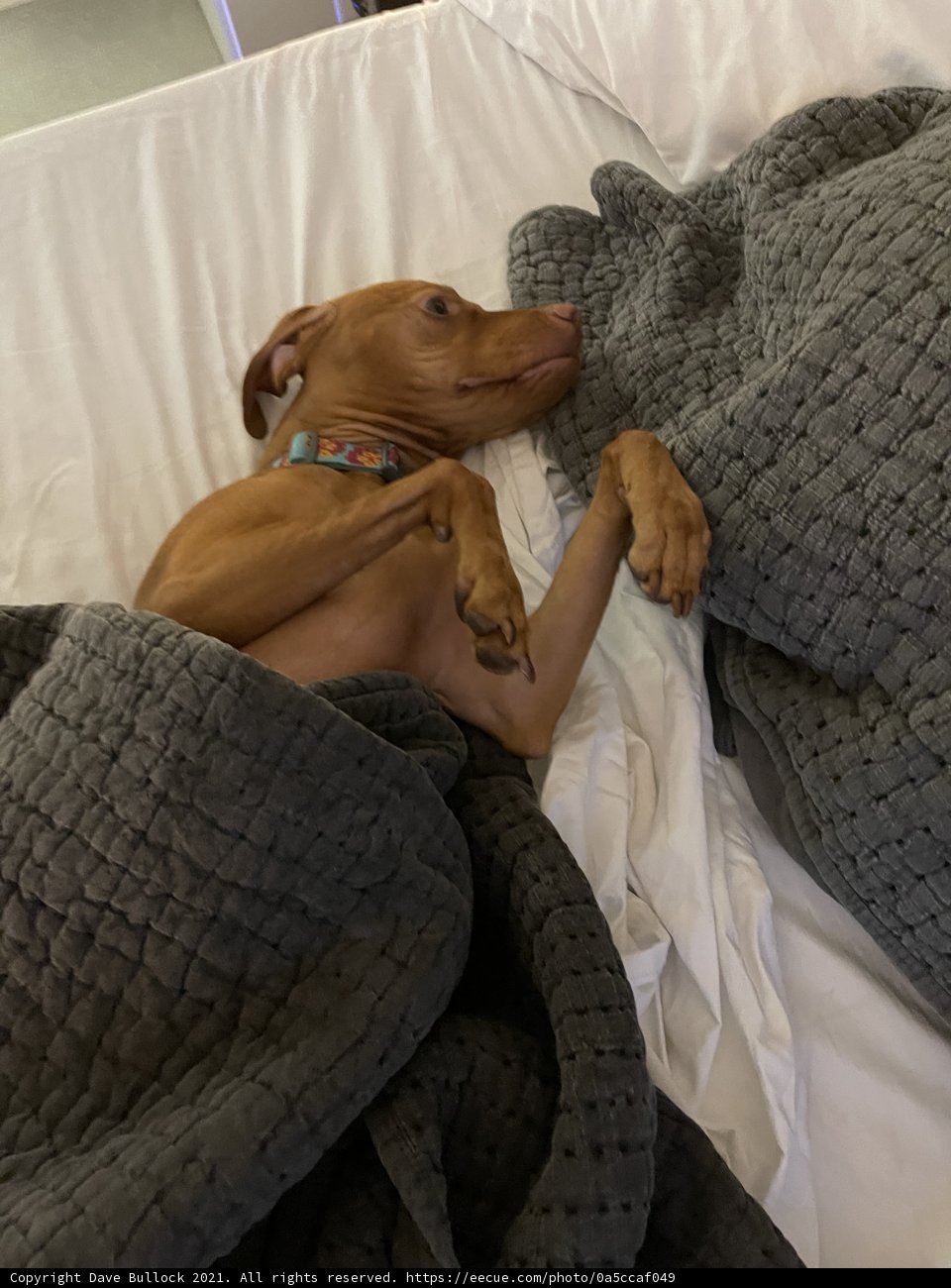 Cozy Canine