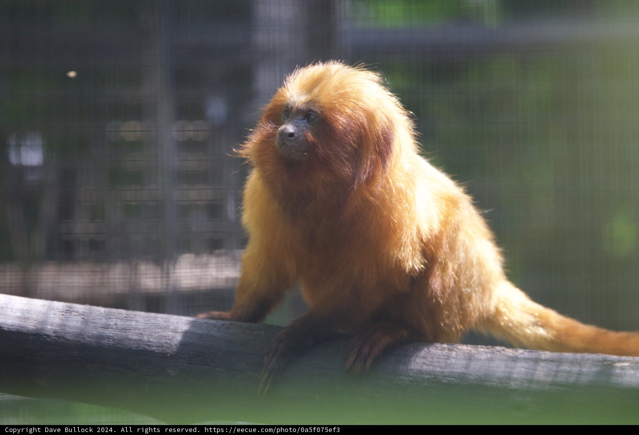 Golden Gaze at Honolulu Zoo