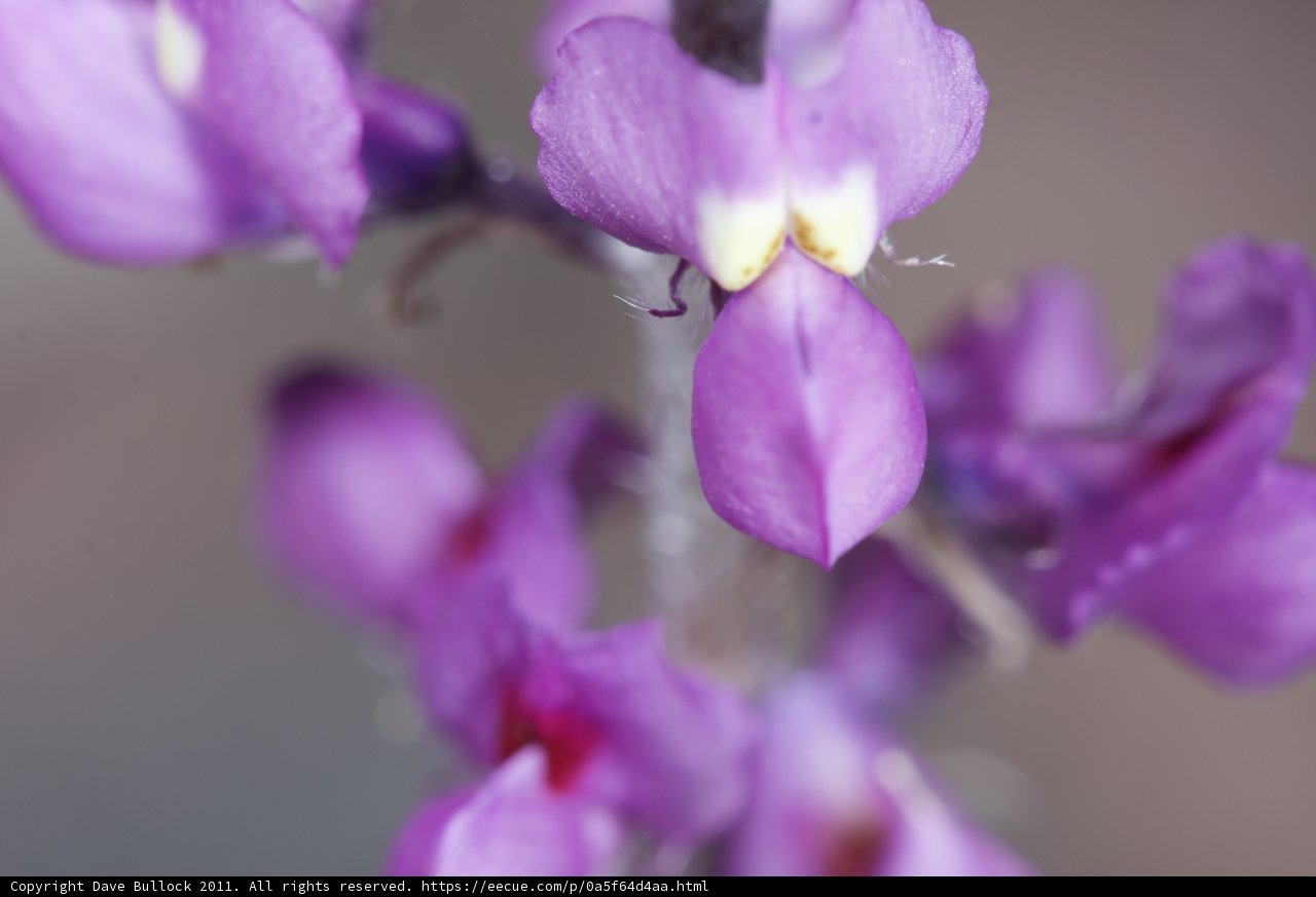 Lavender Beauty