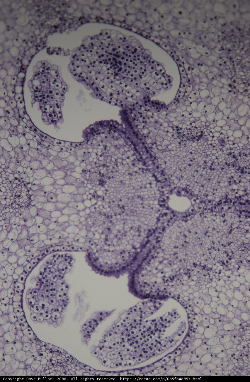 Spot on the Cell