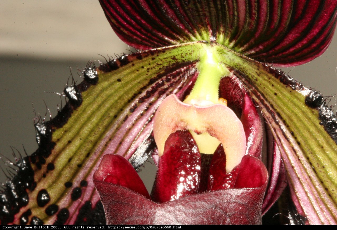 Red-Centered Flower