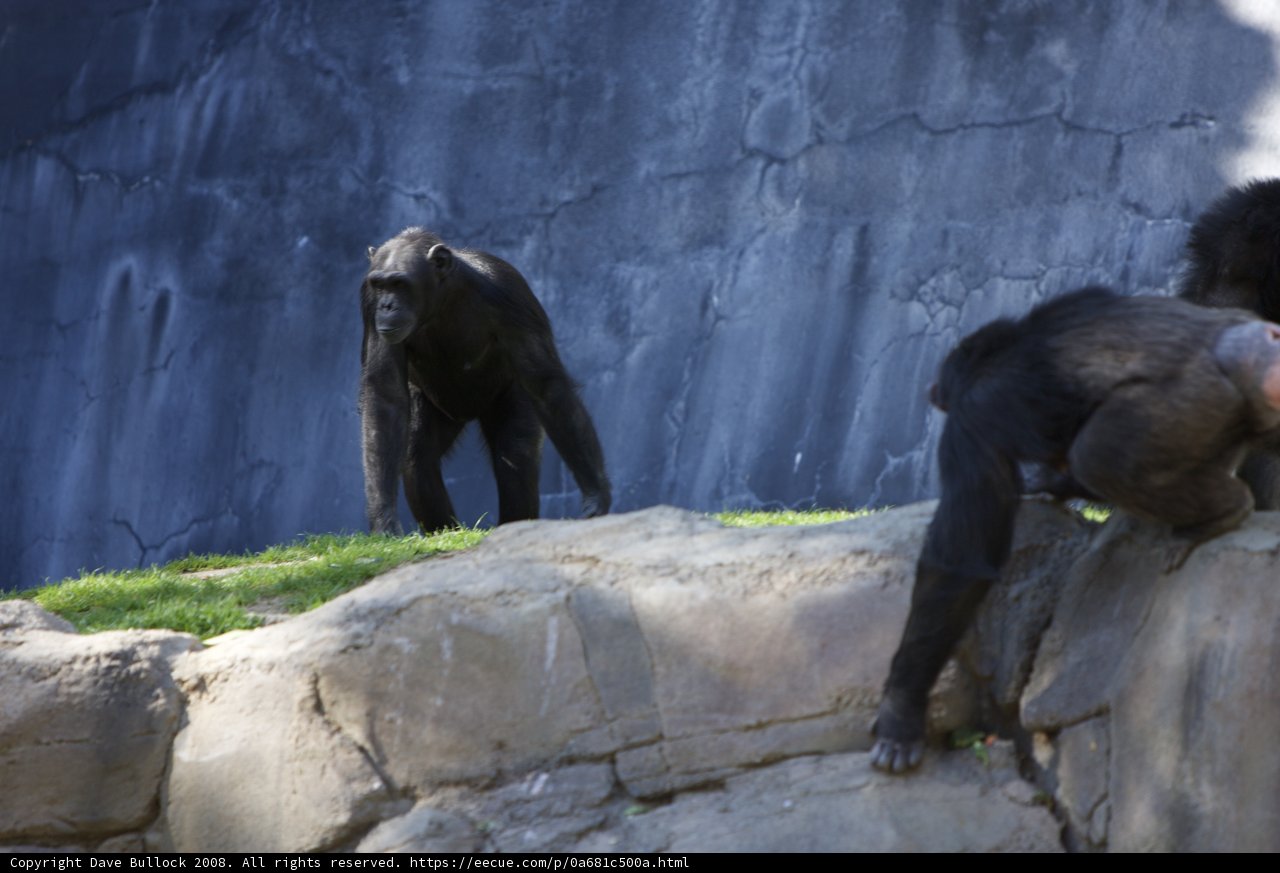 Two Monkeys on a Rock