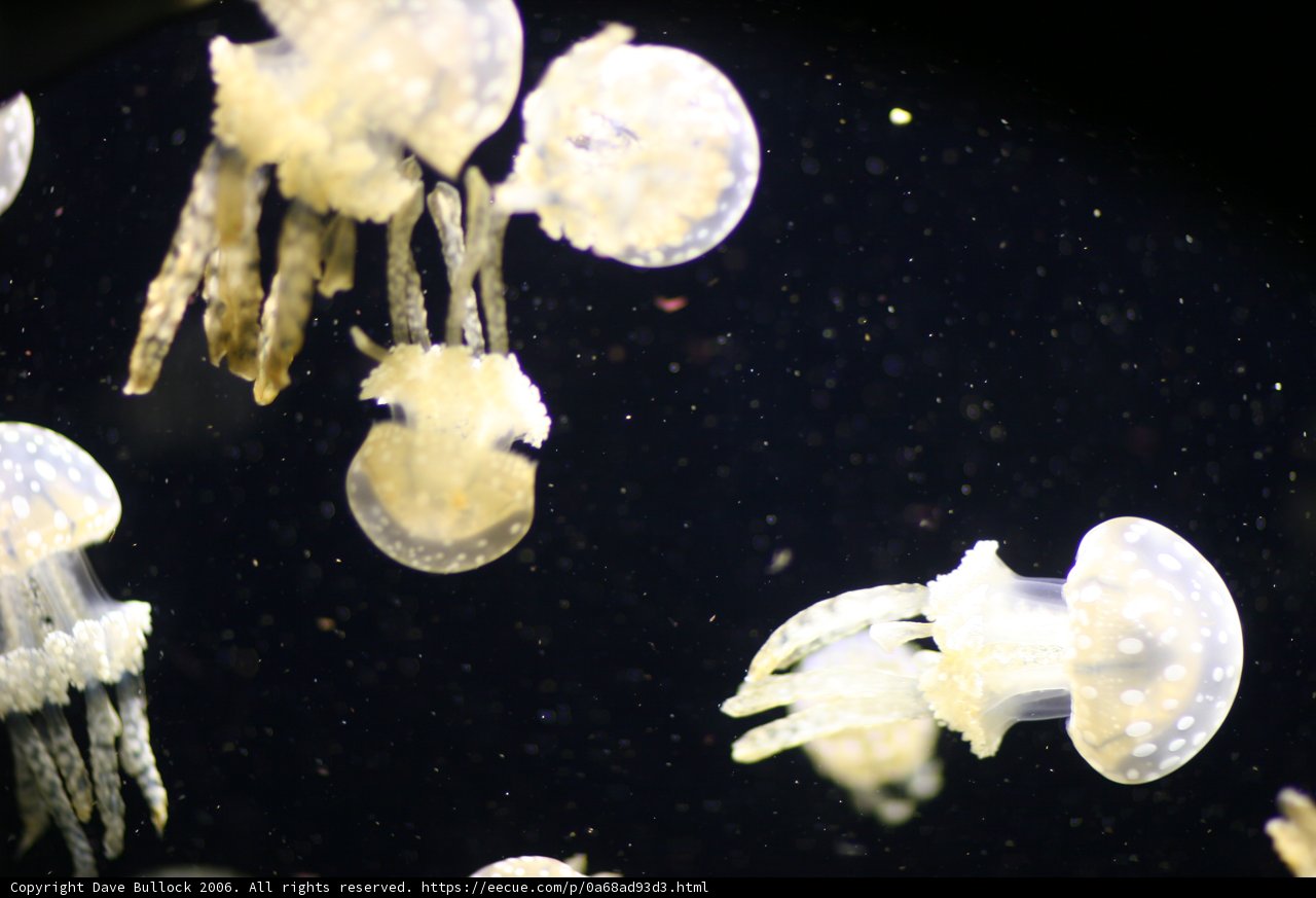 A Spectacle of Jellyfish