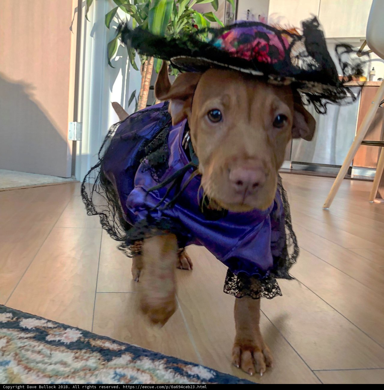 Fashion Forward Fido