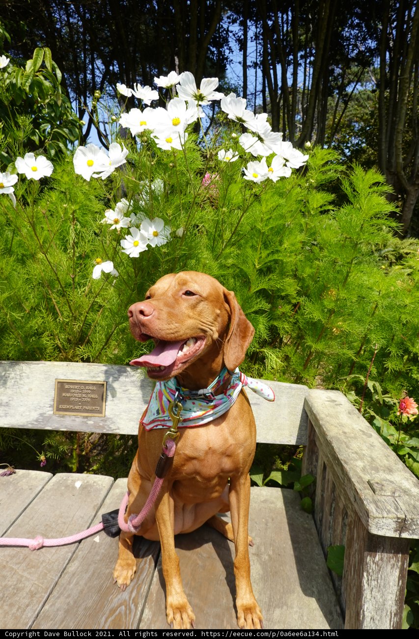 Serene Canine