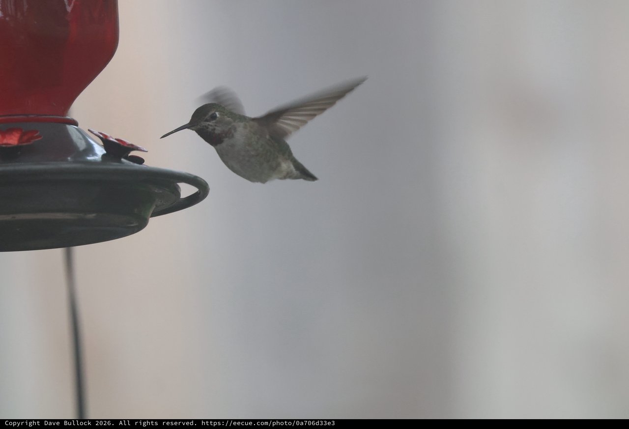 Anna's Hummingbird Hovering at Backyard Feeder