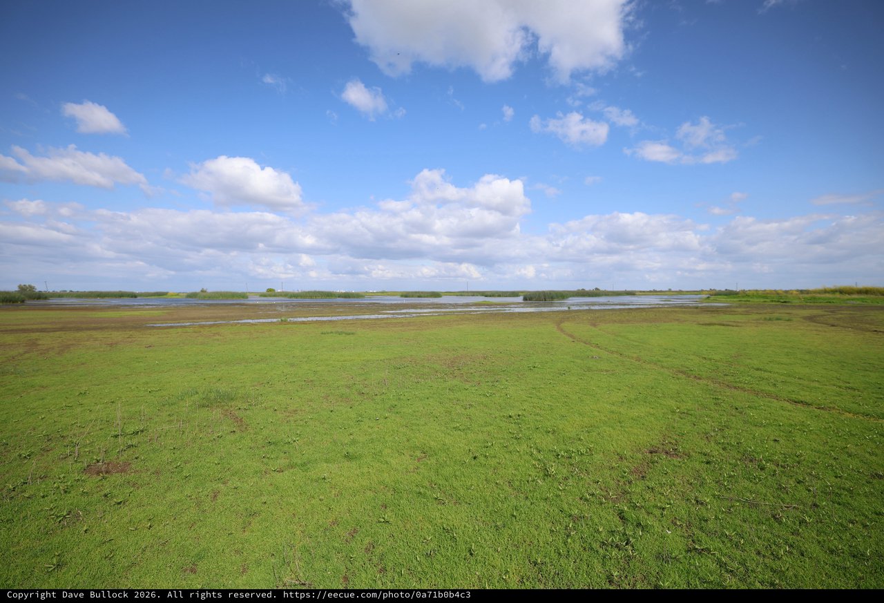 Wetland Grasslands Under Expansive Blue Sky