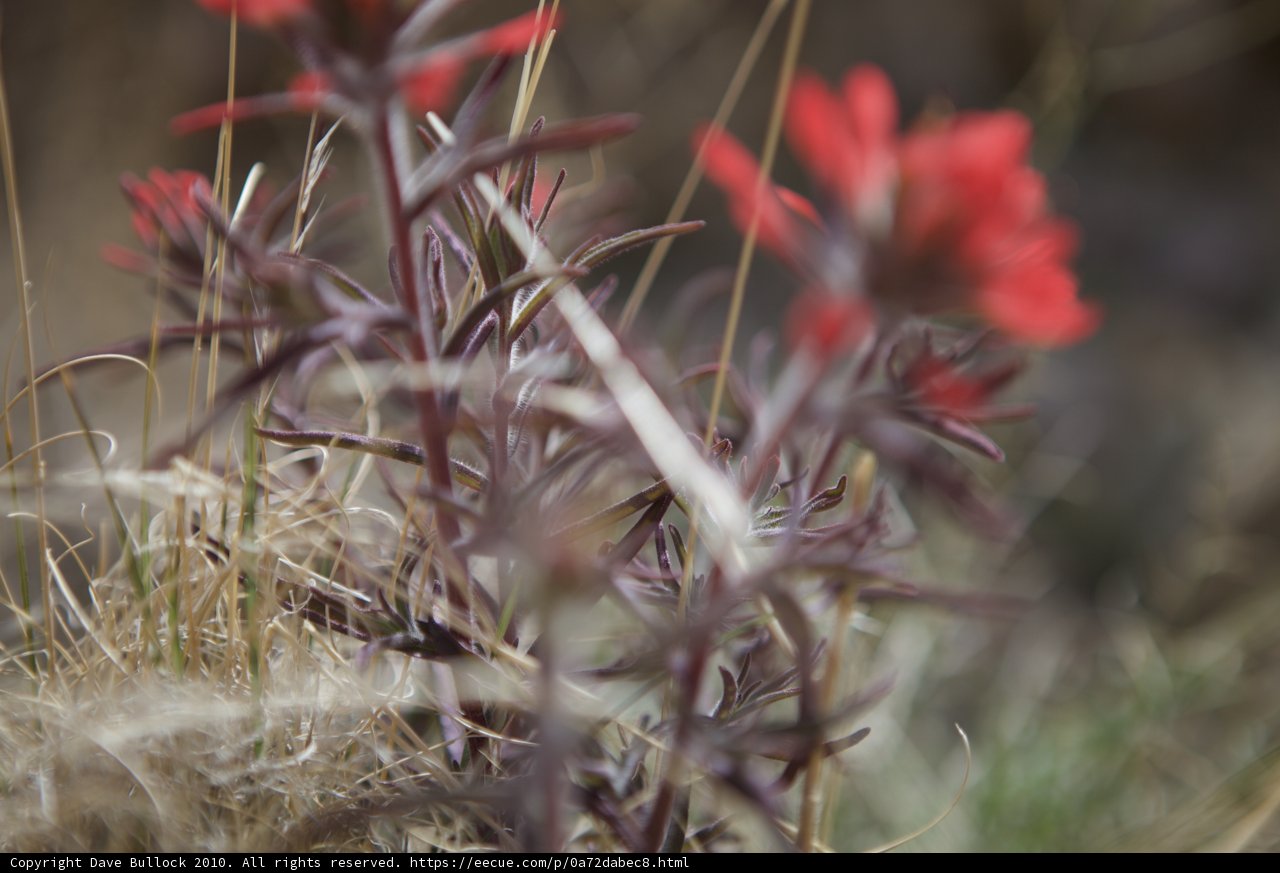 Crimson Bloom