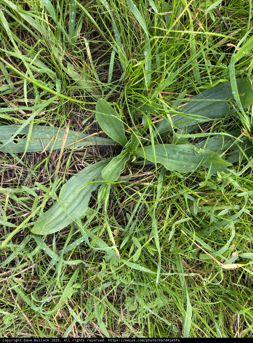 Green leaves in Golden Gate Park