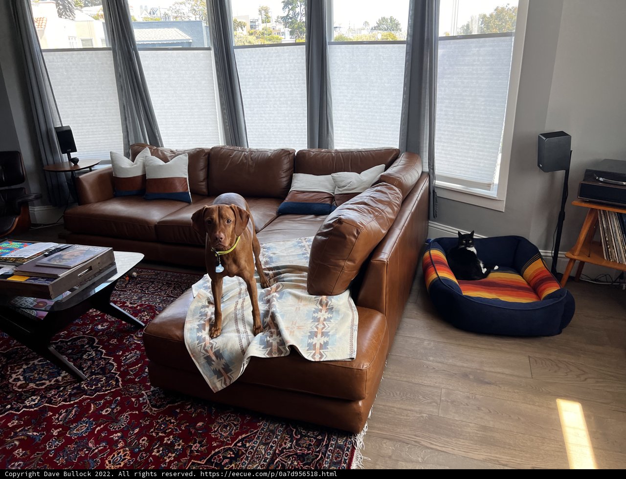 Brown Dog Relaxing on Living Room Couch