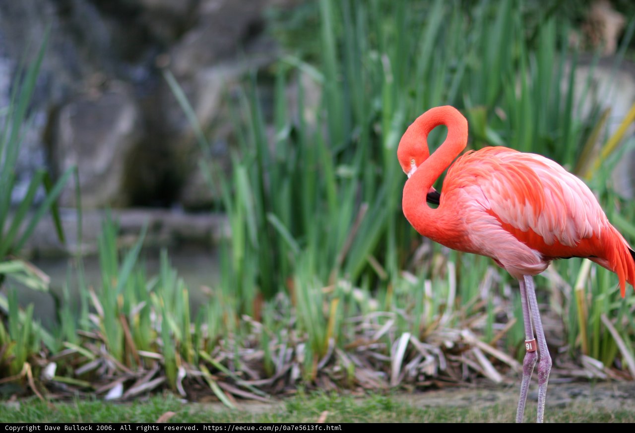 Graceful Pink Feathered Flamingo