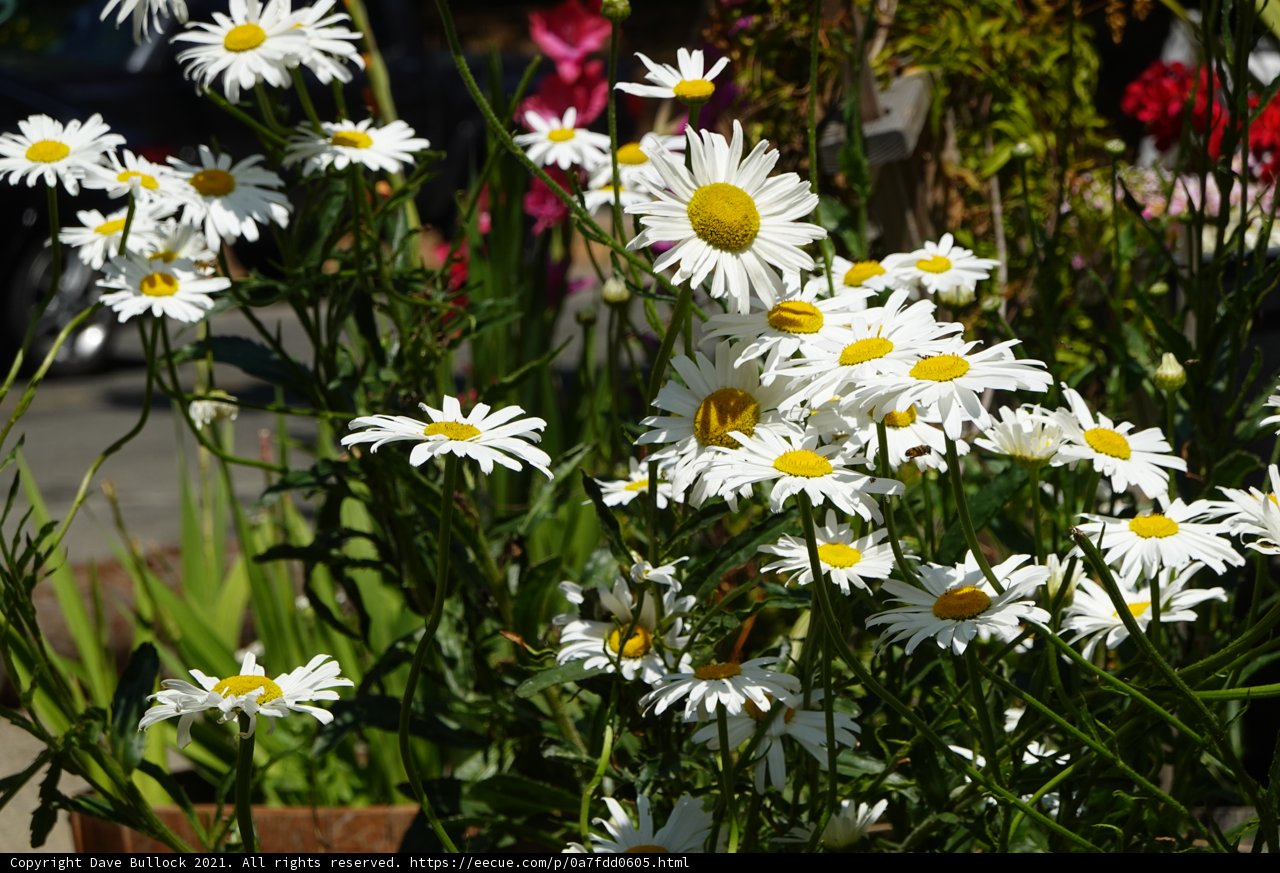 A Garden Abloom with Daisies
