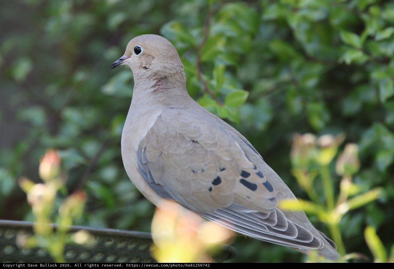 Mourning Dove Perched on Wire in Garden