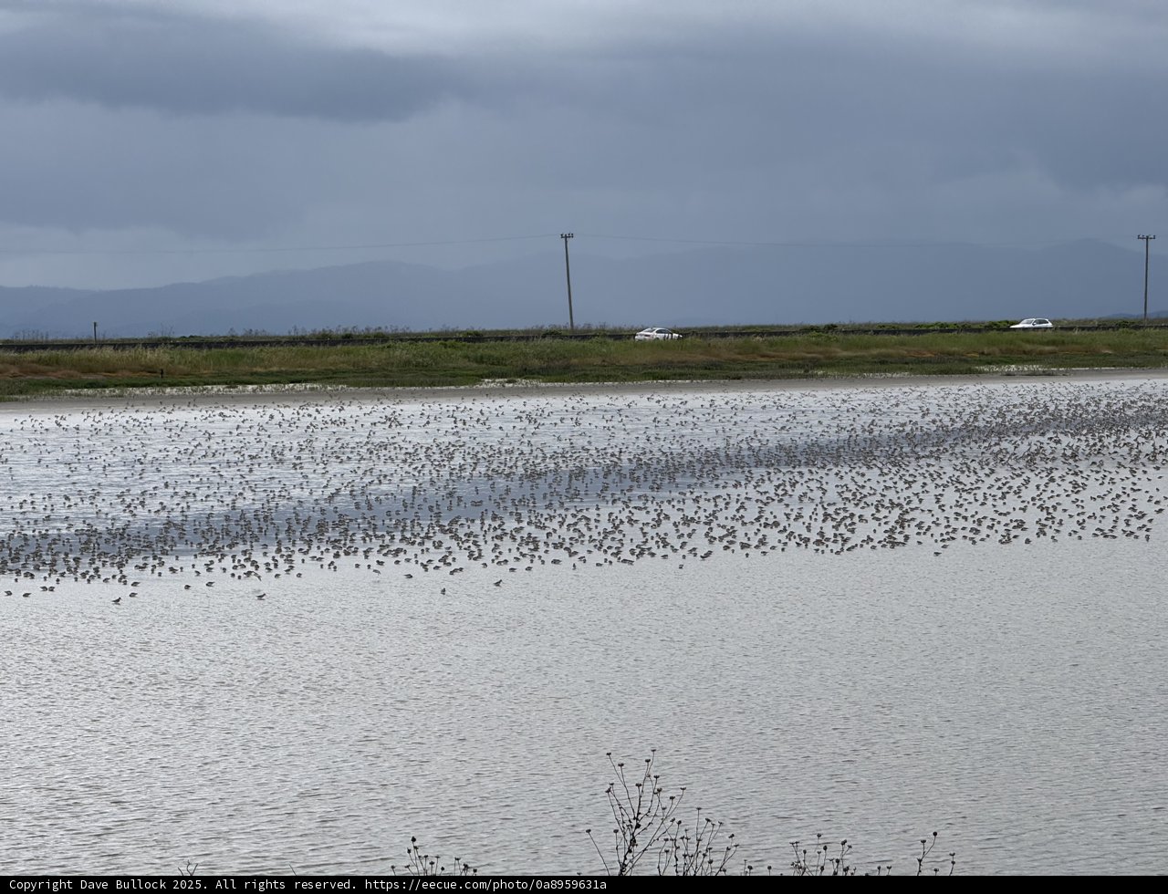 Serene Flock Over San Pablo Bay