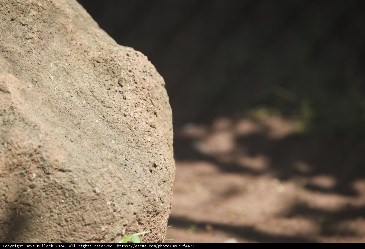 Textural Terrain at the Honolulu Zoo