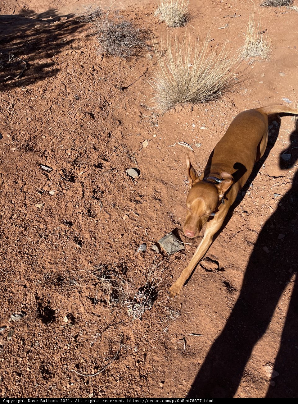Desert Playtime