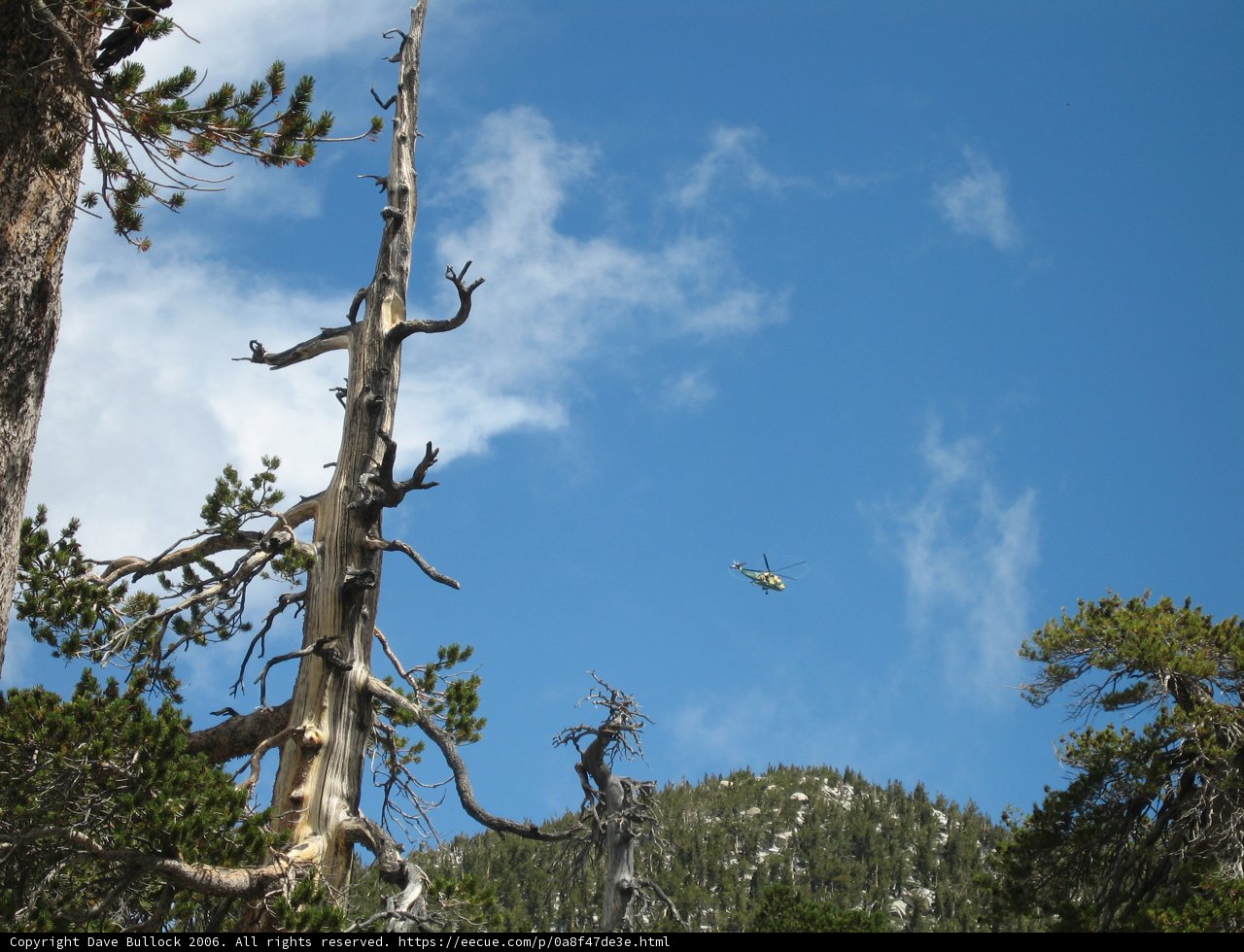 Aerial View of a Dead Tree in a Lush Forest