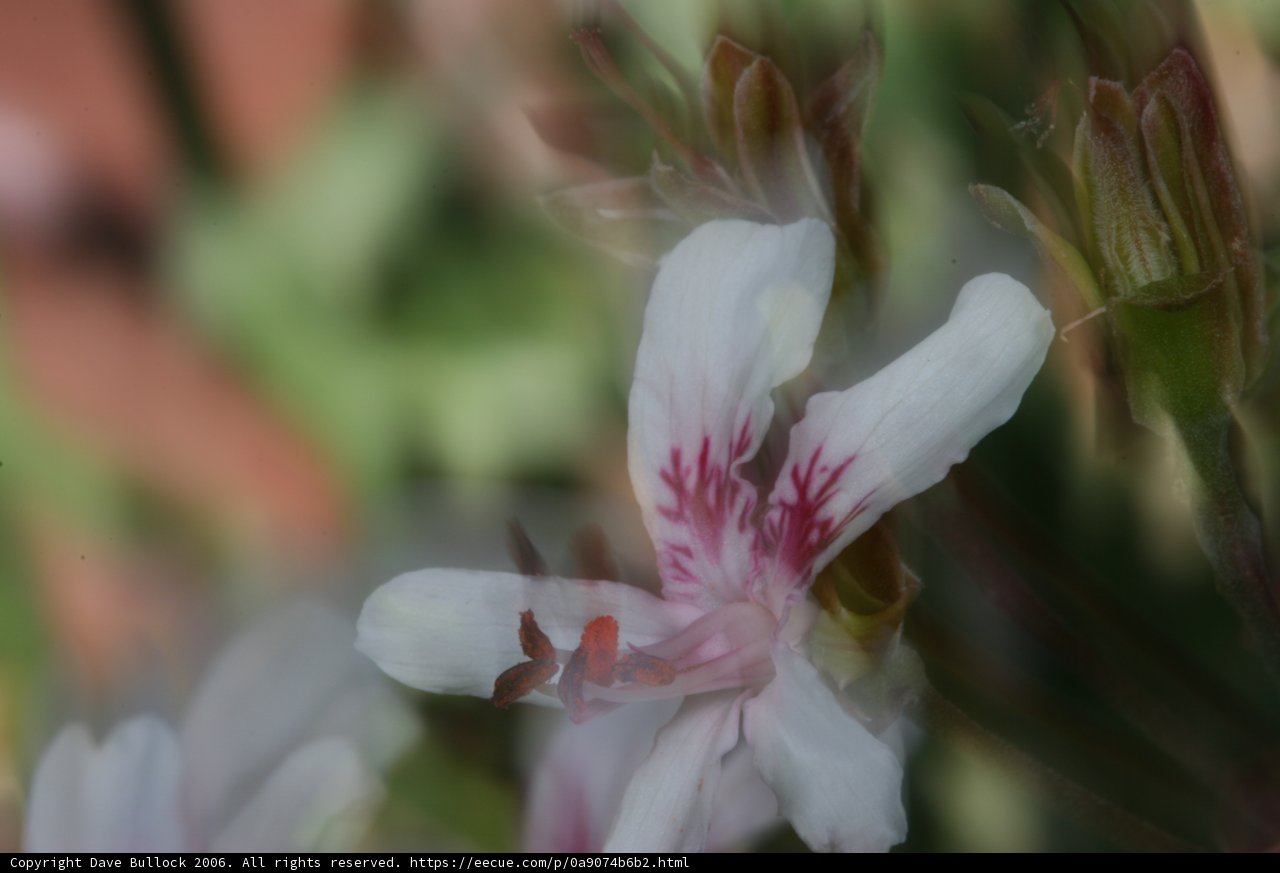 Blurry Pink Bloom
