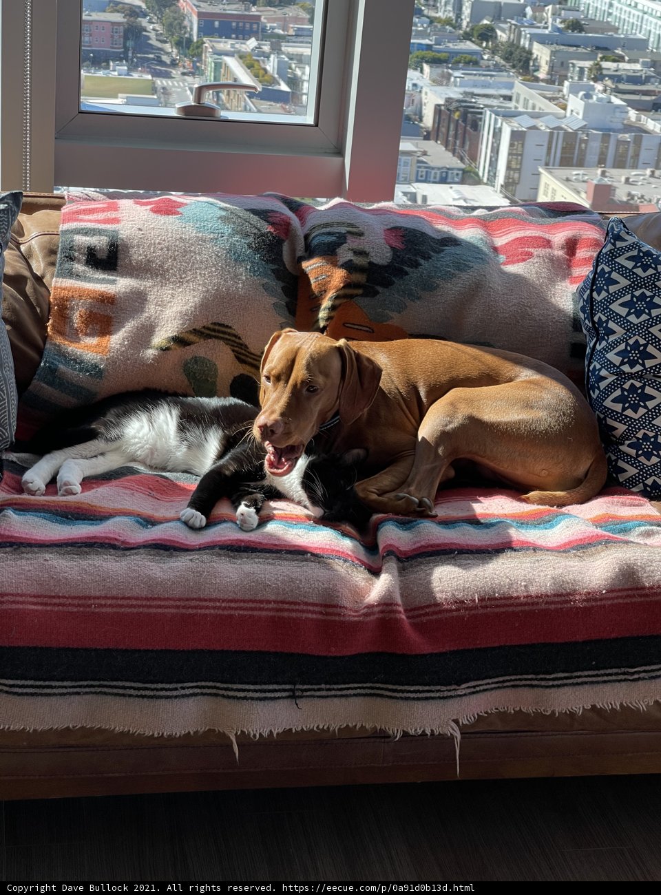 Cozy Companions