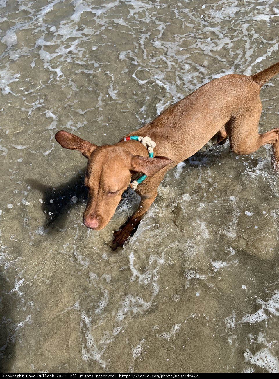 Beach Pup