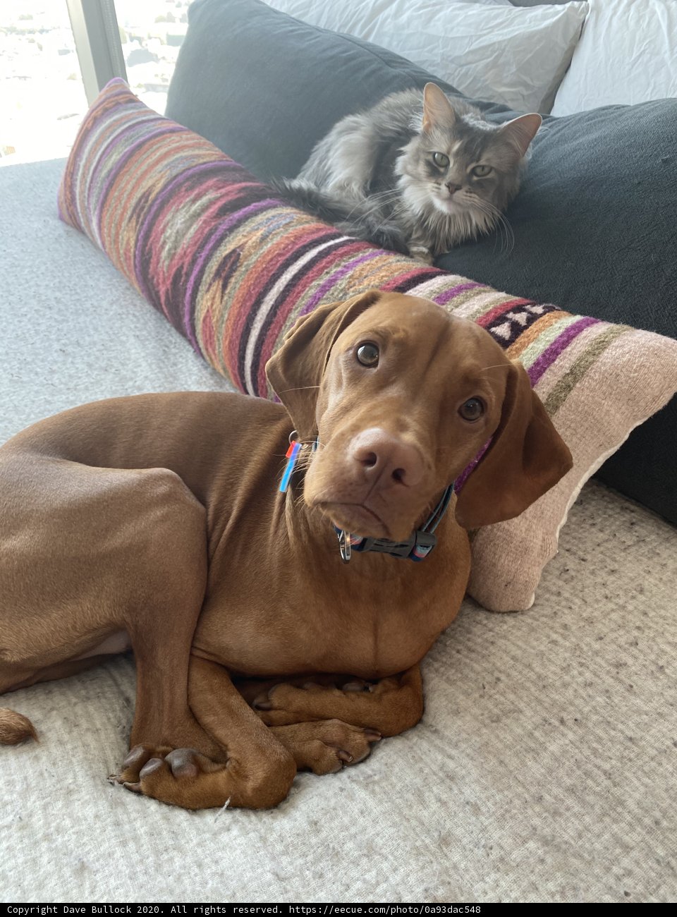 Best Furry Friends