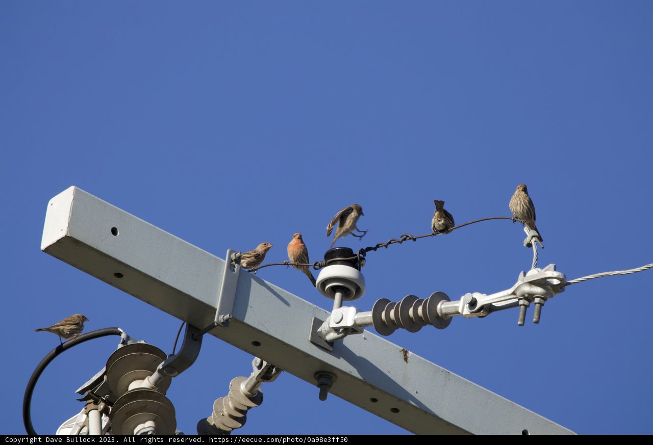 Avian Assembly on High