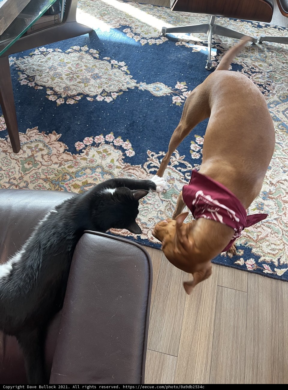 Playtime Pals