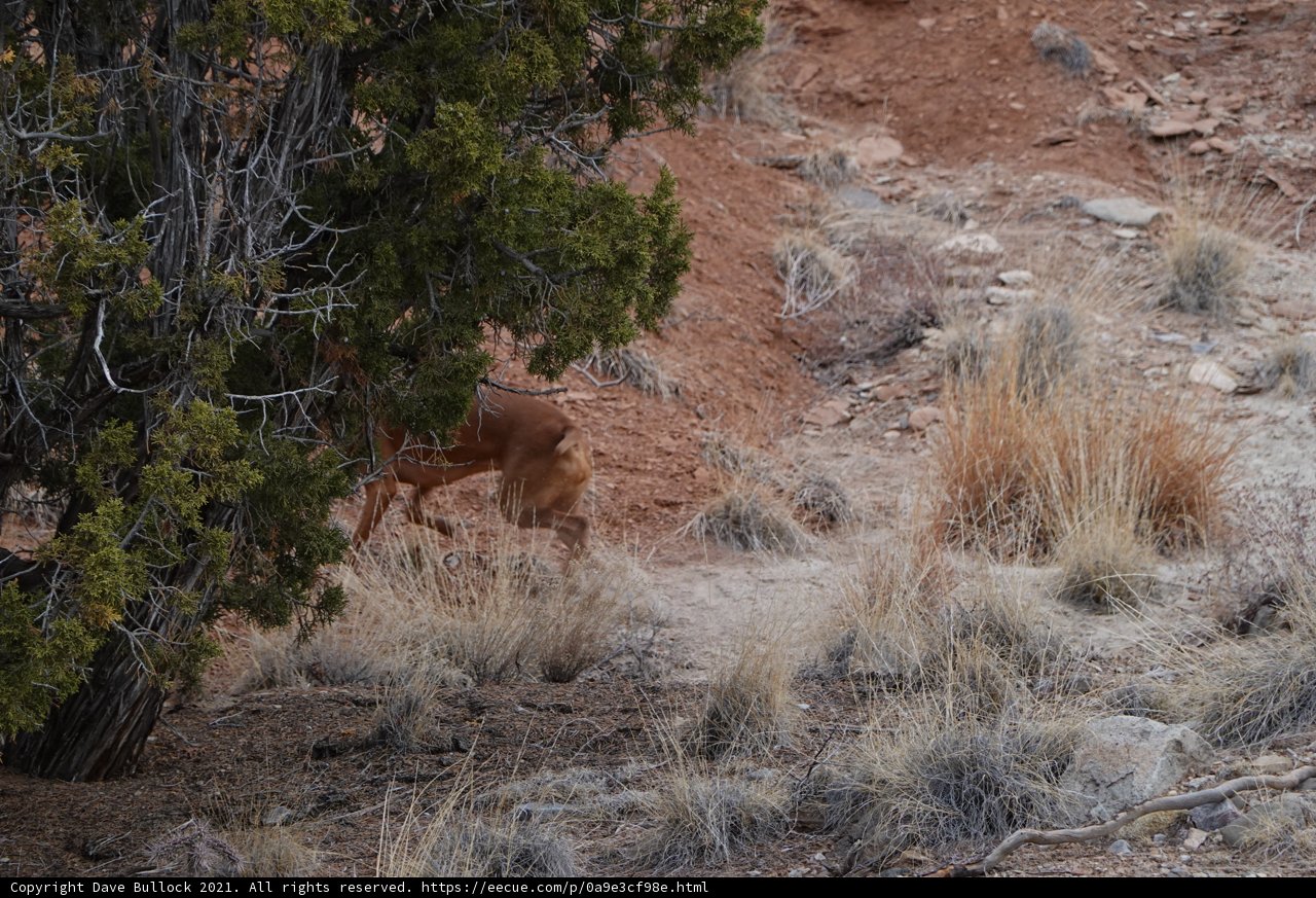 Majestic Deer Strolling through the Savanna