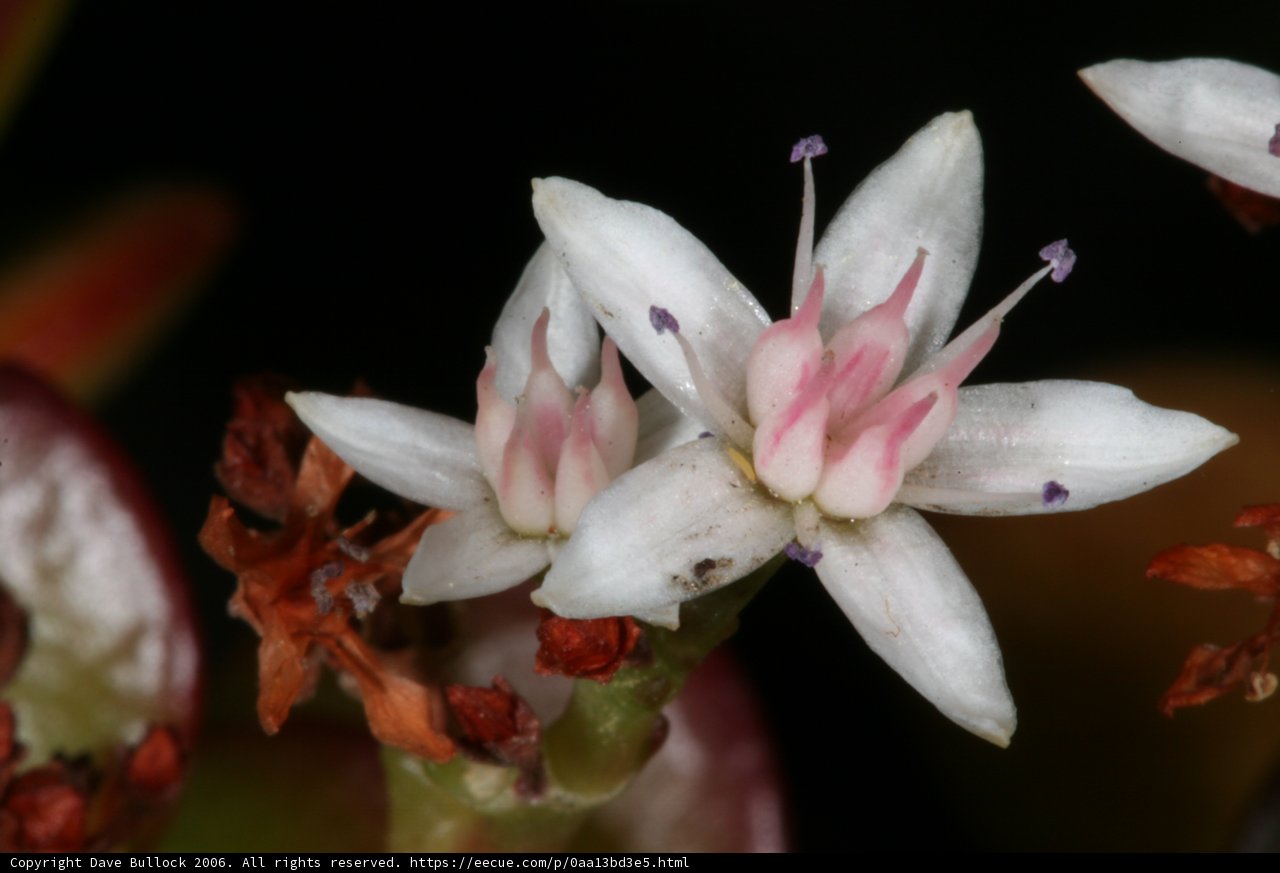 White and Pink Lily Flower Close-up