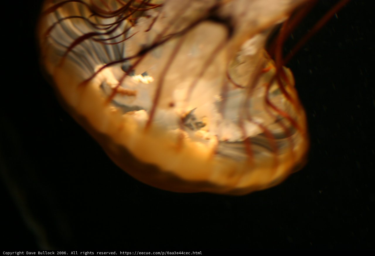 Underwater Wonder