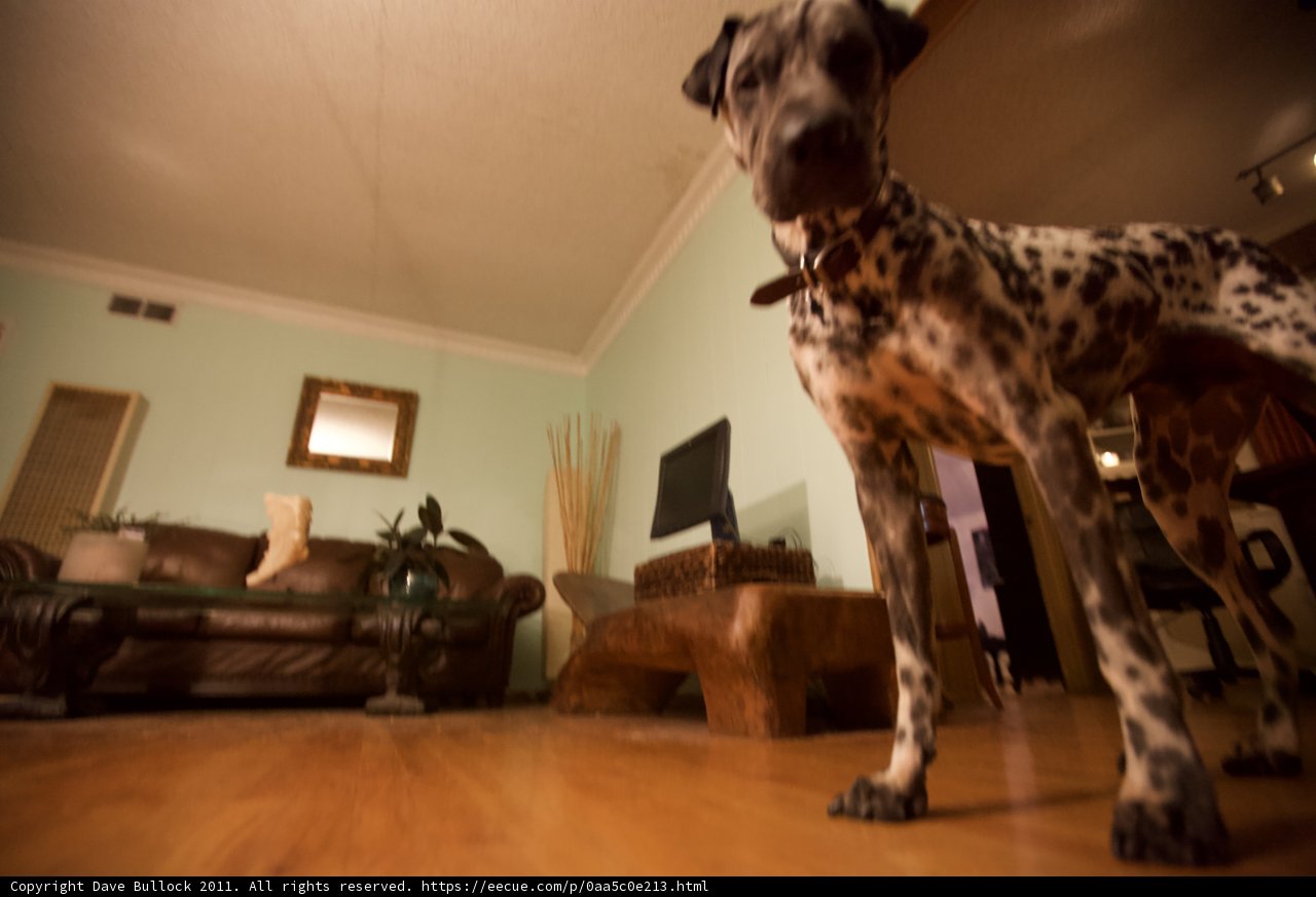 Dalmatian Dog Posing on Hardwood Floor