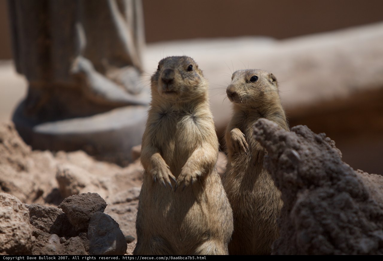 Ground Squirrels Strike a Pose
