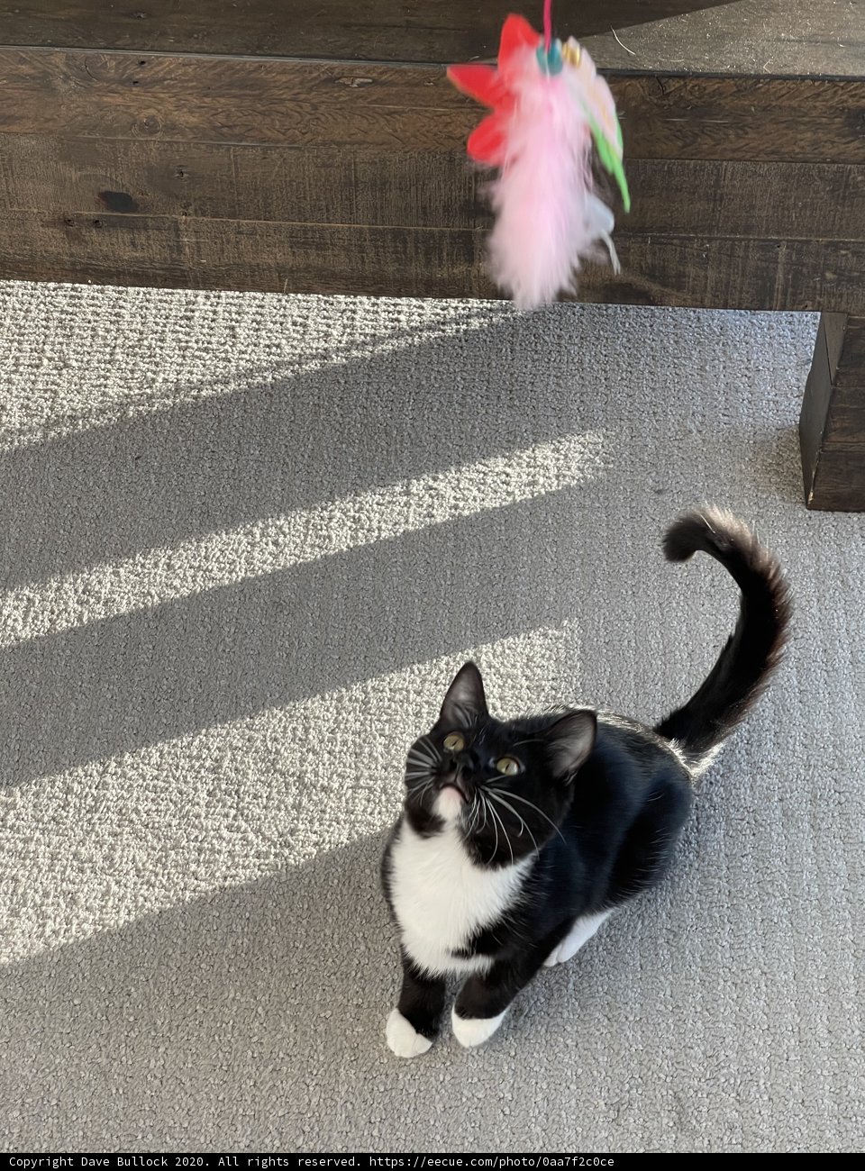 Feline Fun