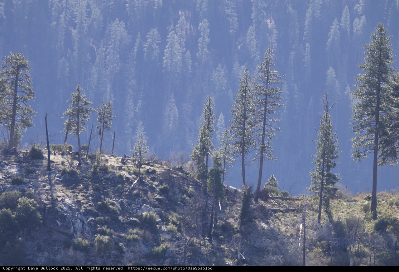 Smoky Forest Landscape with Scattered Pines on Hillside