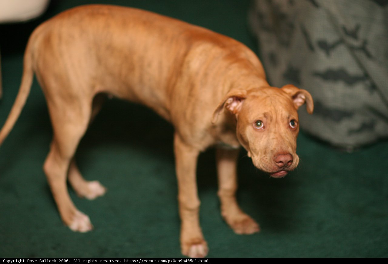 Pitbull Posing on Plush Carpet