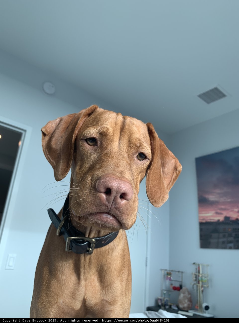 The Canine Star