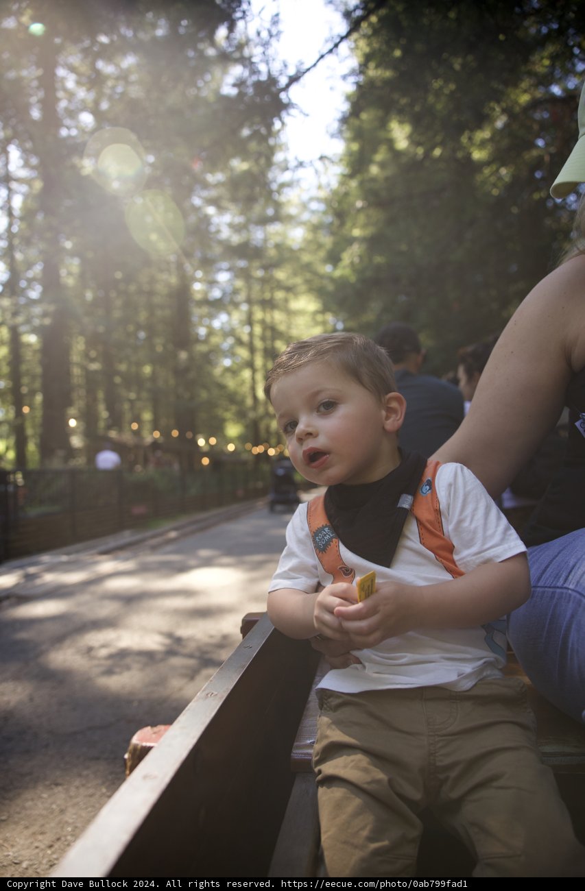 Sunlit Moments in Tilden Park