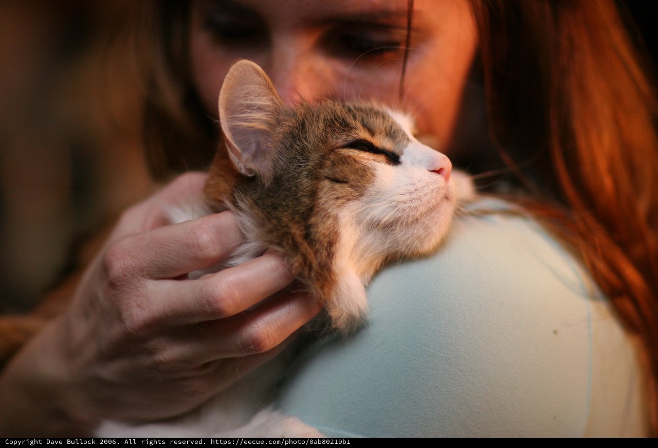 Contented Kitten Resting on a Gentle Shoulder