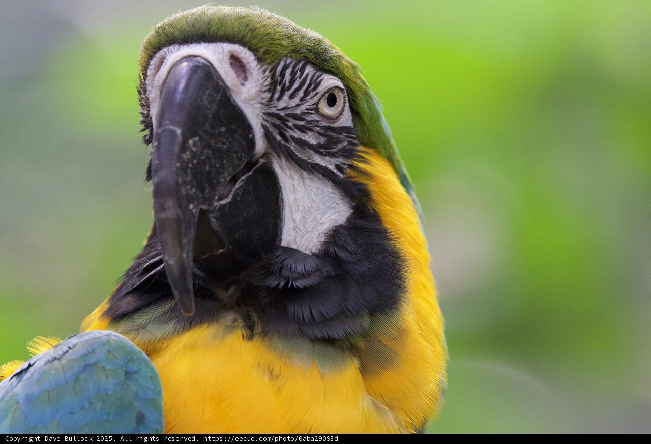 Majestic Macaw