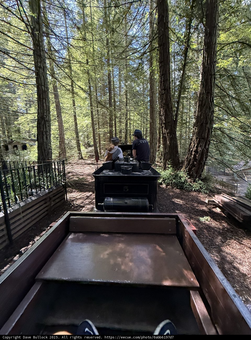 Journey Through the Redwood Grove