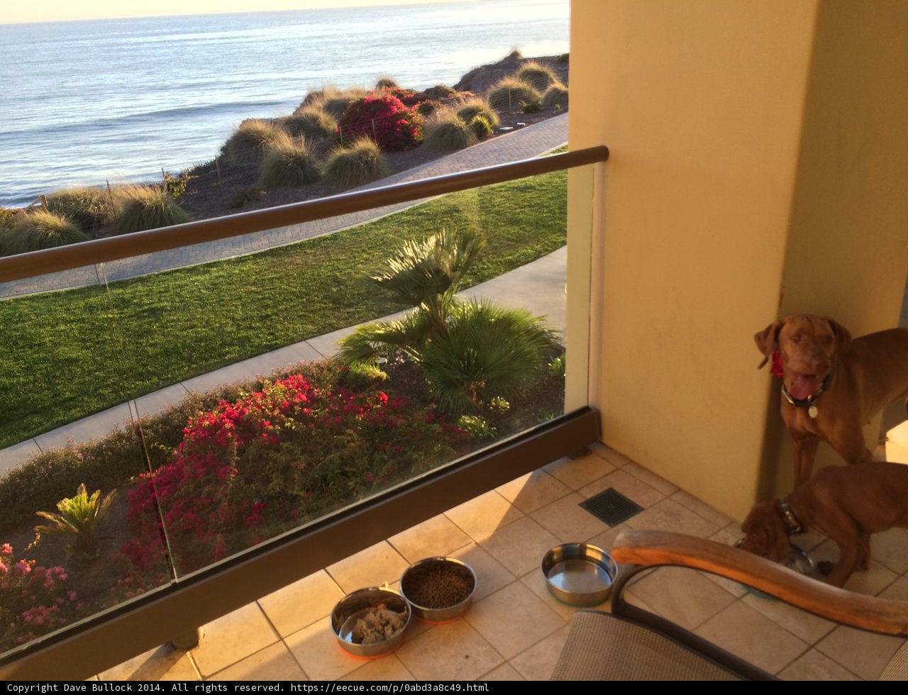 A Canine's View of the Ocean
