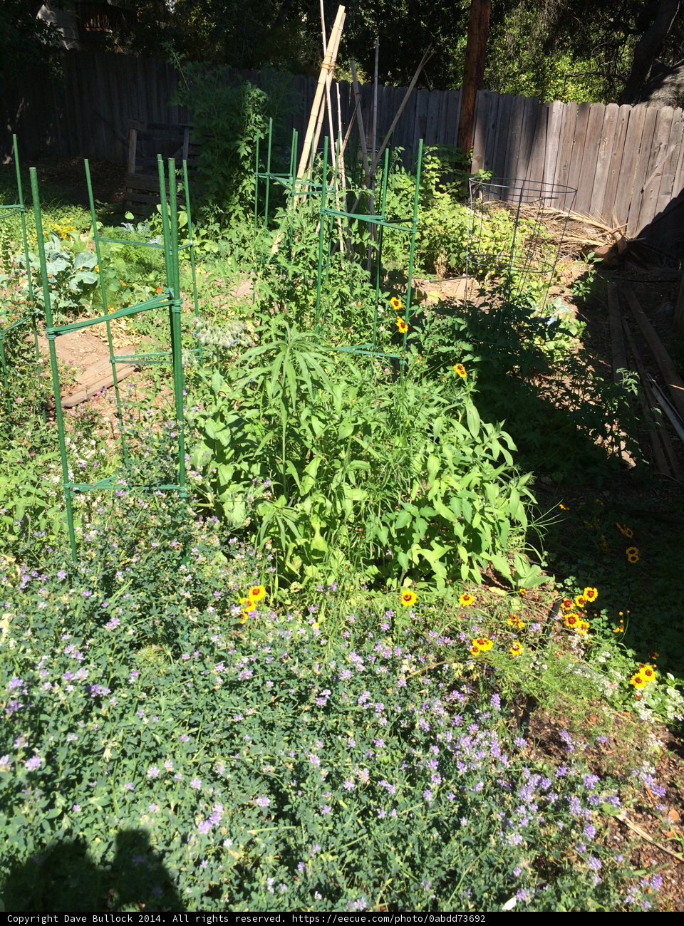 Serenity in the Garden