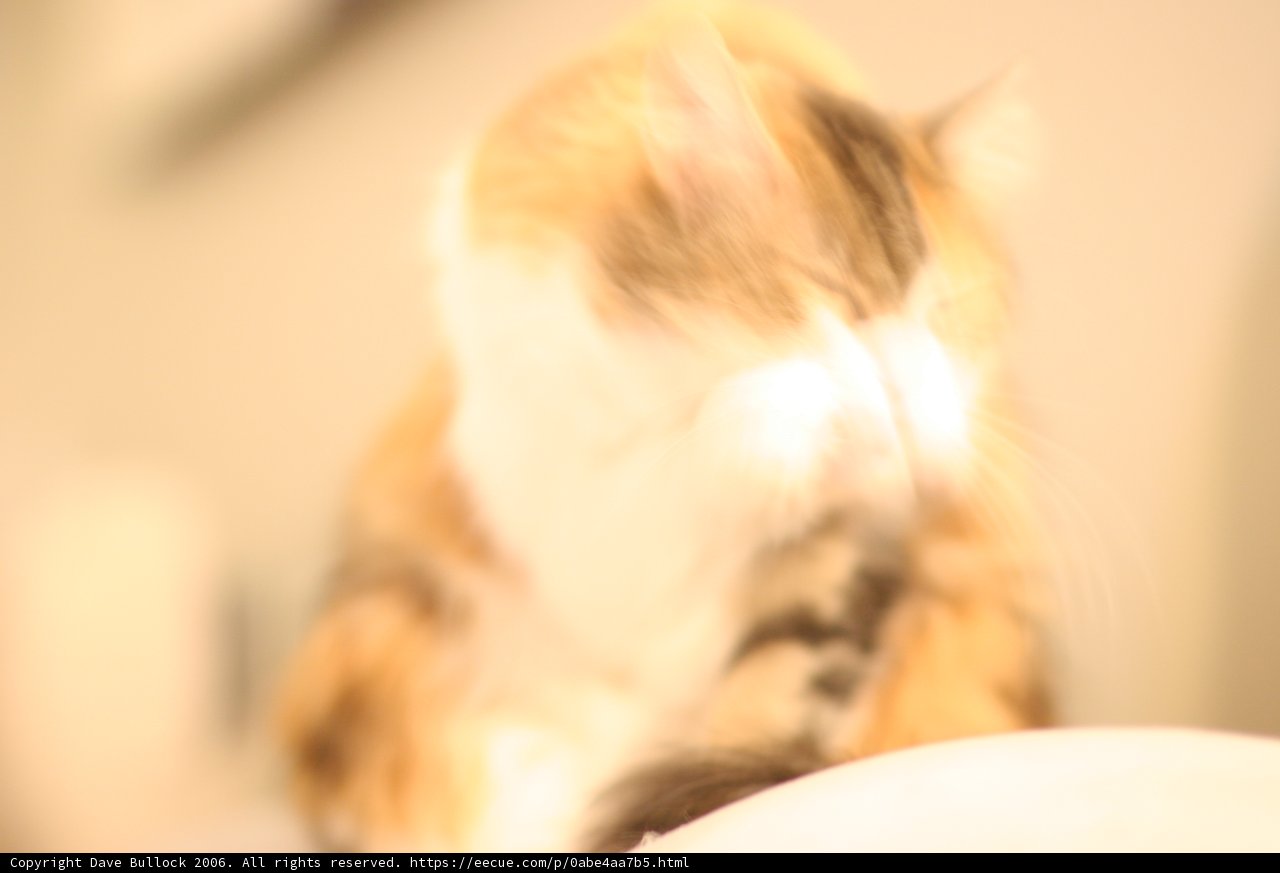 Furry Feline Friend