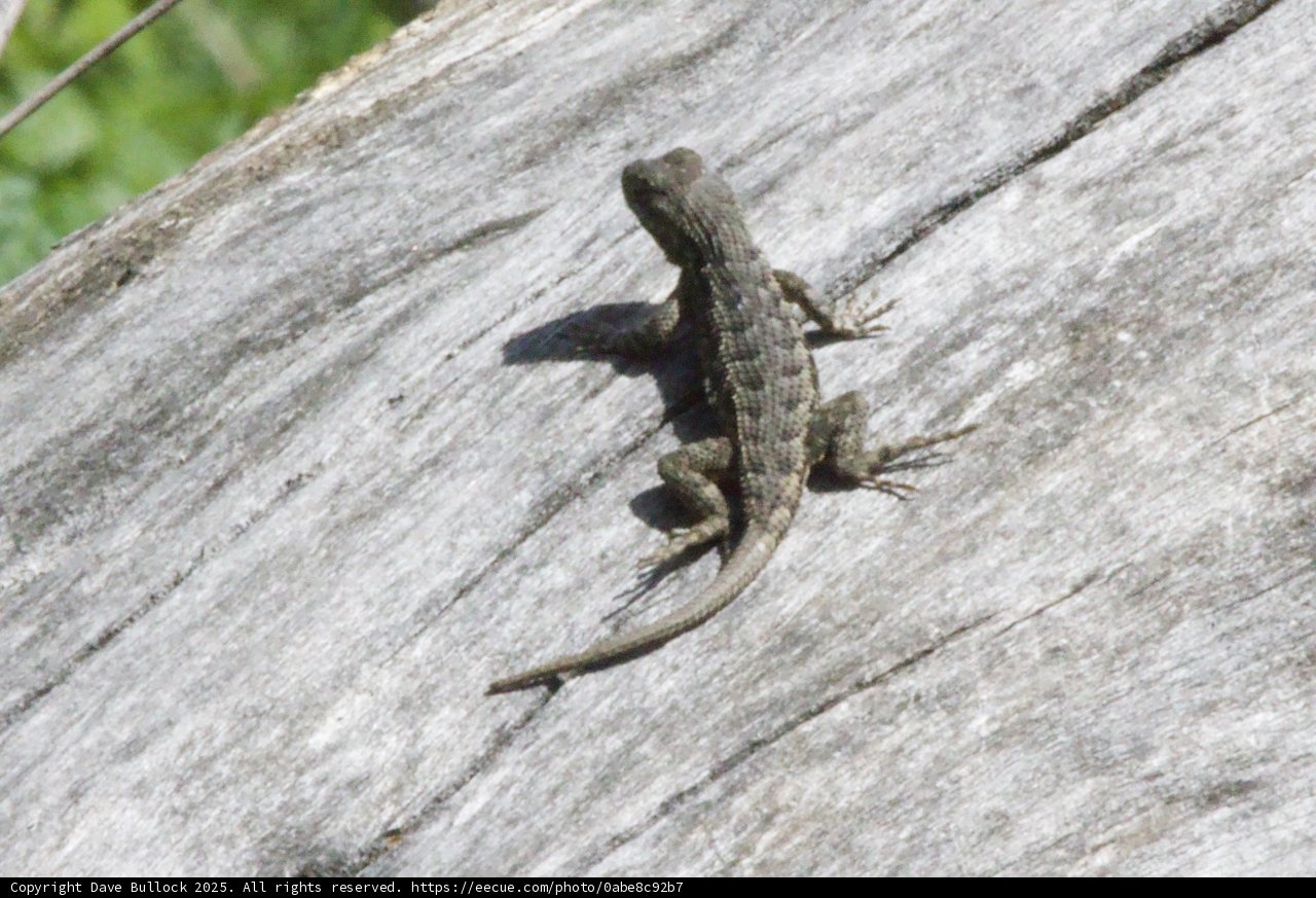 Sunbathing Sentinel