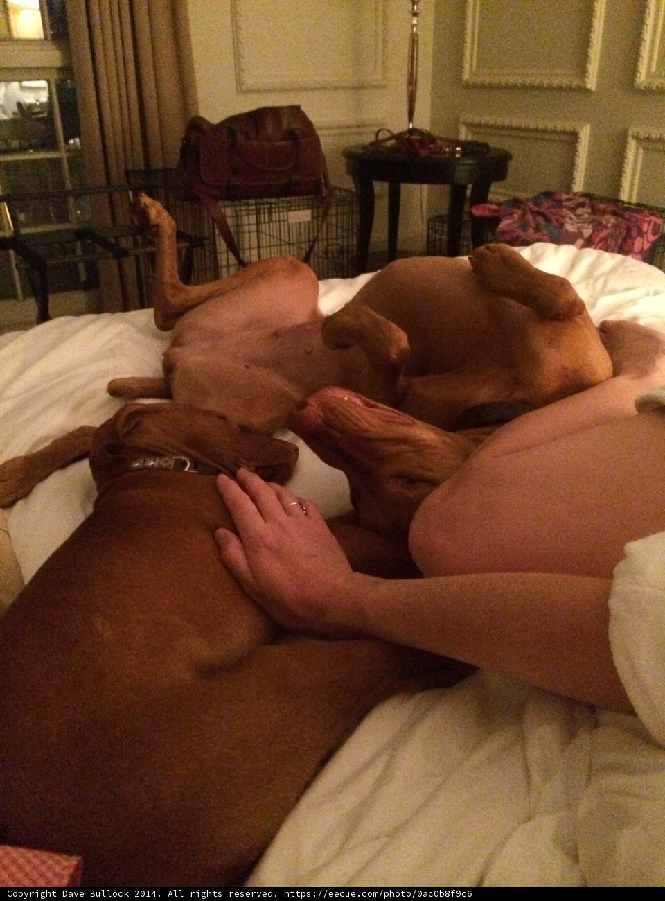 Two dogs cuddling with their human on a cozy bed