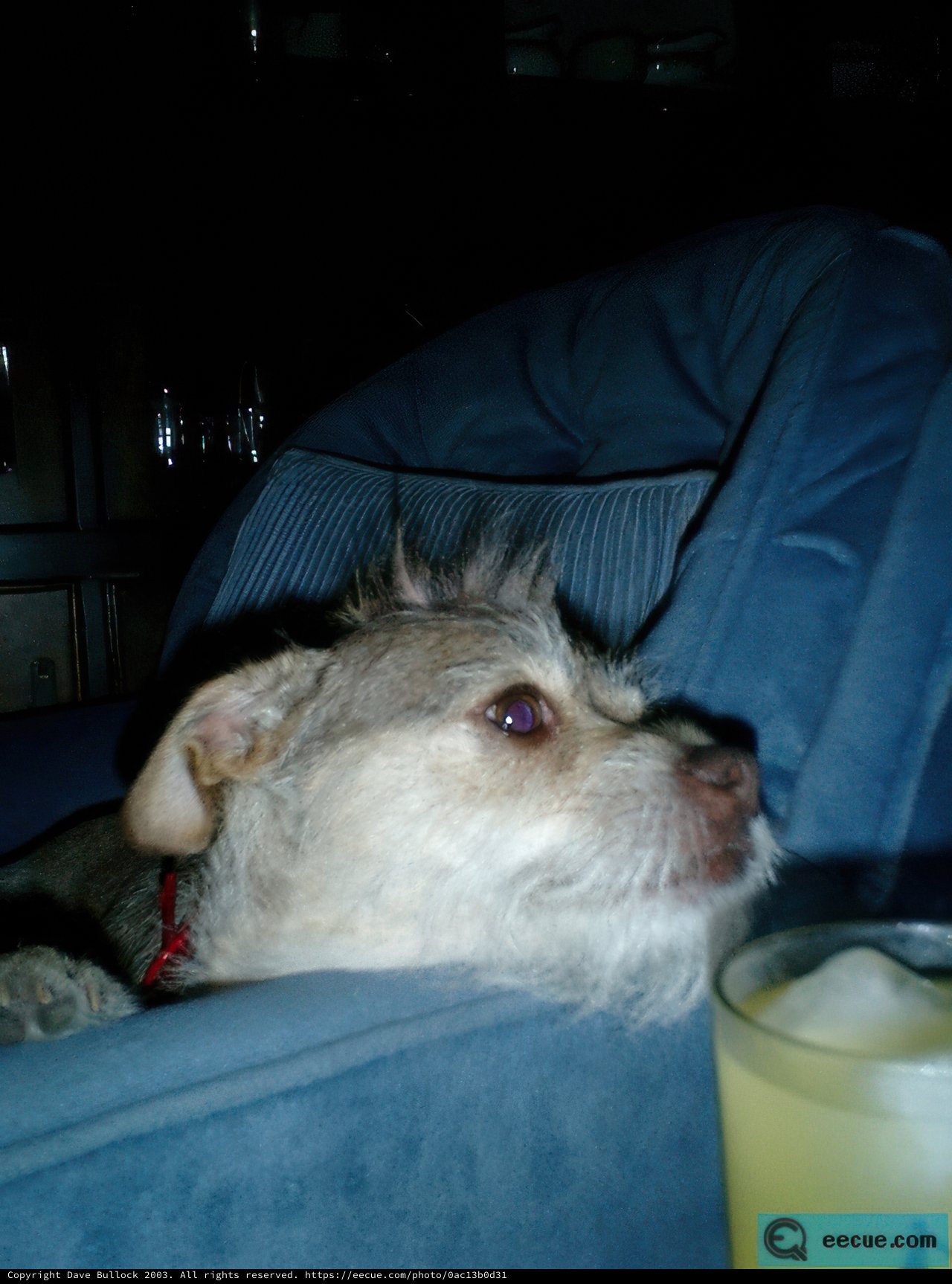 Couch Potato Pup